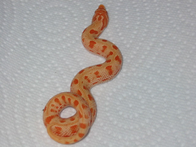 first albino anaconda