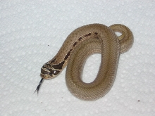 striped superconda