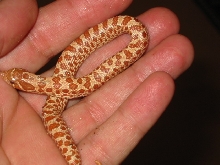 hypo female