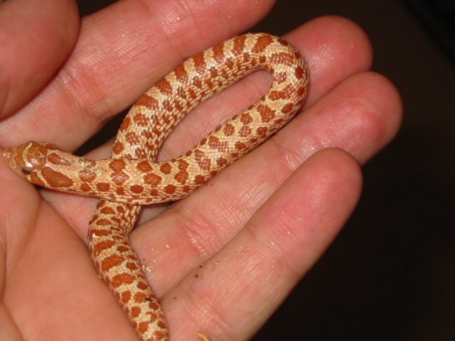 hypo female