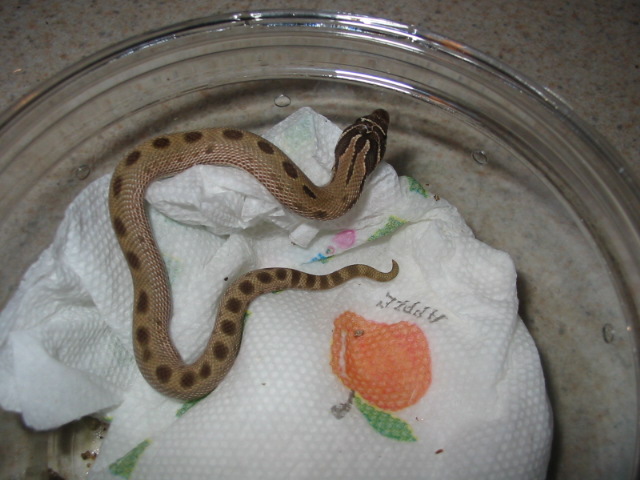 True anaconda