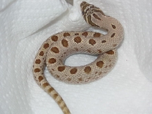 silver conda