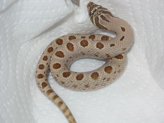 silver conda
