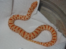 red albino anaconda