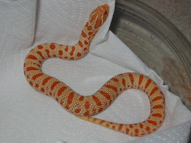 red albino anaconda