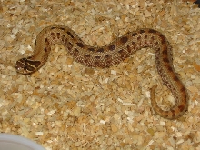 striped anaconda