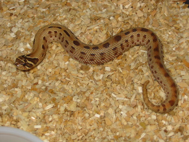striped anaconda