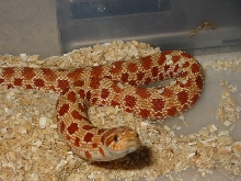 red het