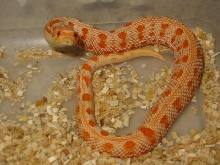 orange albino anaconda
