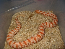 extreme red albino anaconda