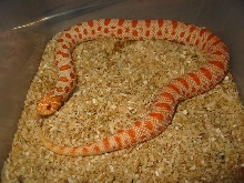 extreme red anaconda