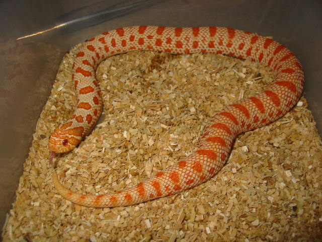 extreme red anaconda