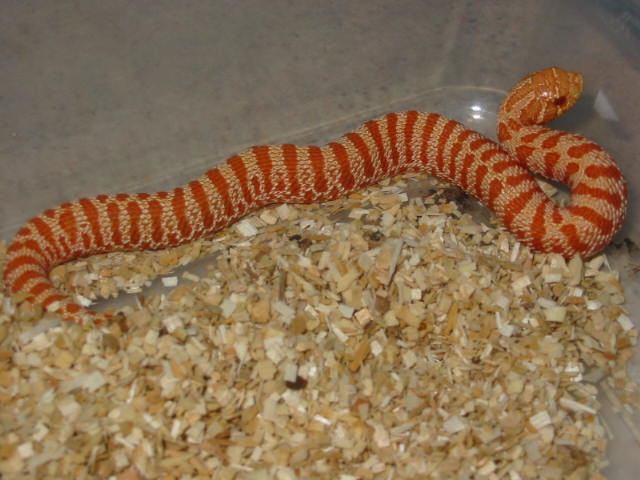 banded