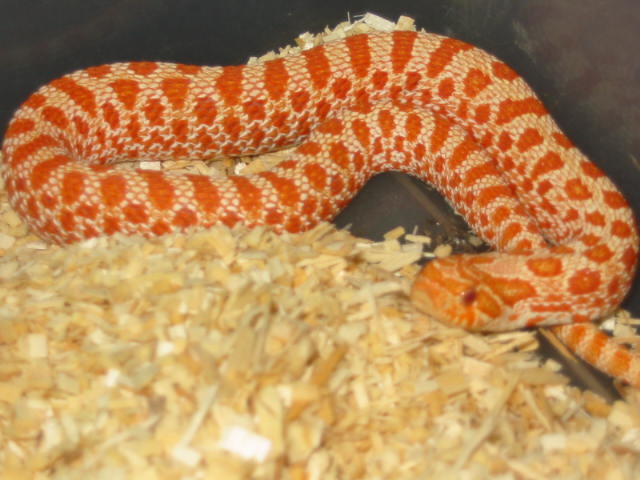 with out a flash