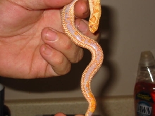 orange albino conda