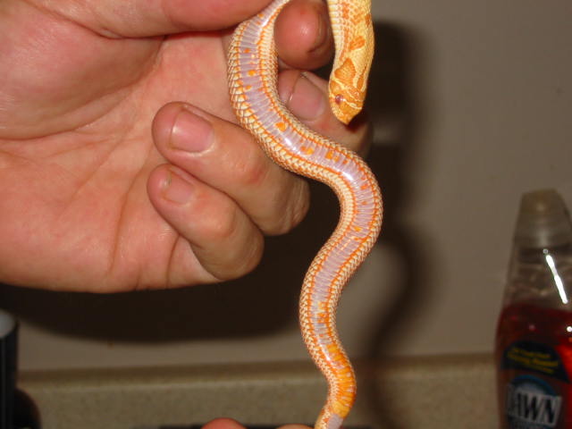 orange albino conda