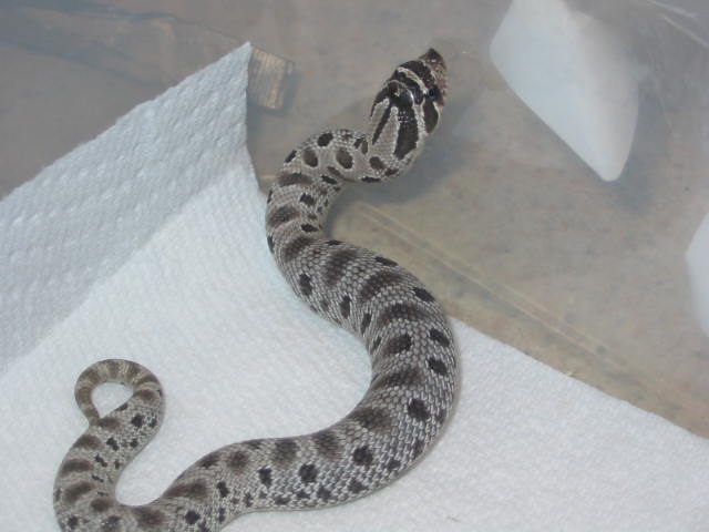 anery conda