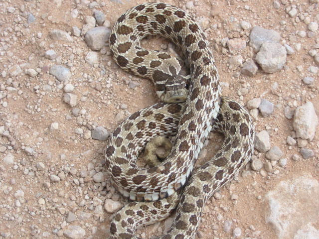 lubbock