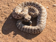 rattler