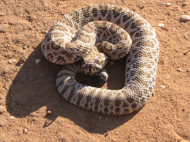 rattler