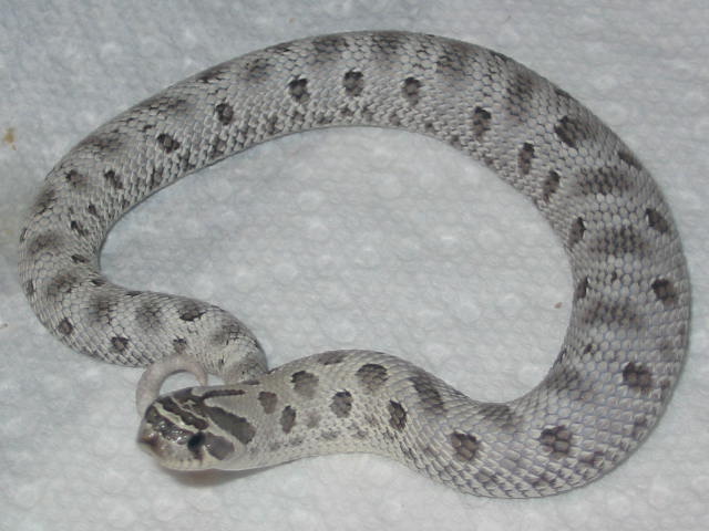 full body shot of anery