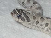 face shot of anery