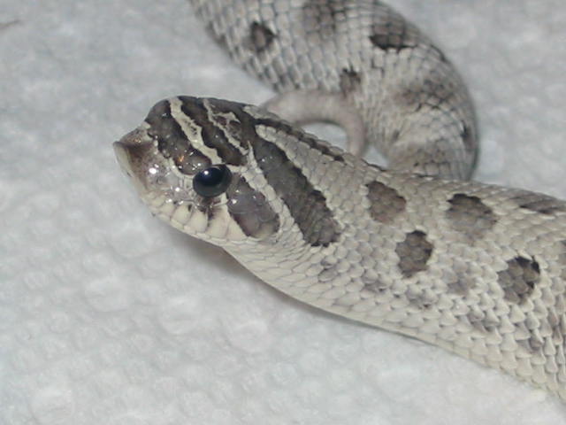 face shot of anery