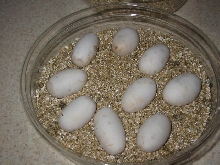 extreme albino super eggs