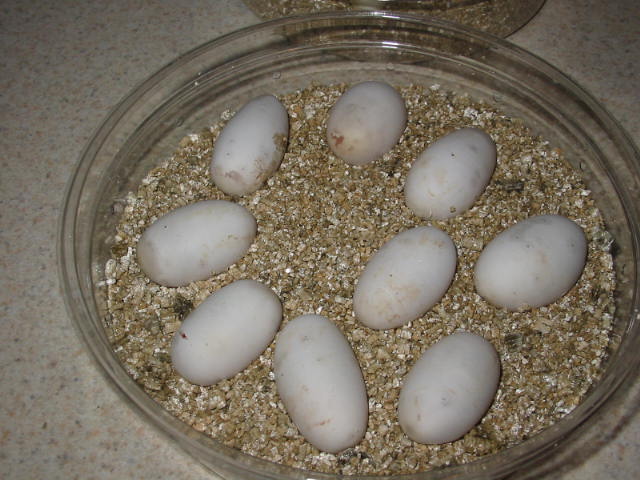 extreme albino super eggs