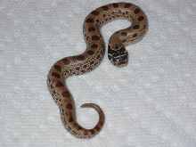 2010 anaconda