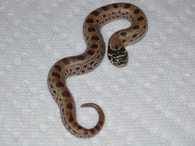 2010 anaconda
