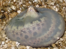 egg