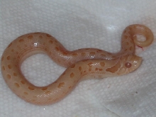 pink anaconda