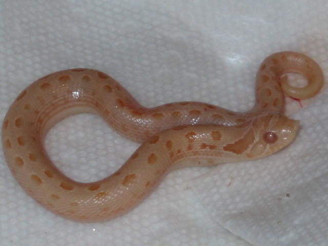 pink anaconda