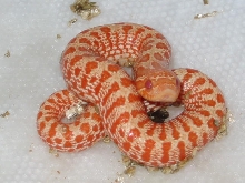 Shanklin albino