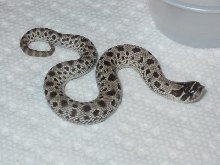 2010 anery anaconda