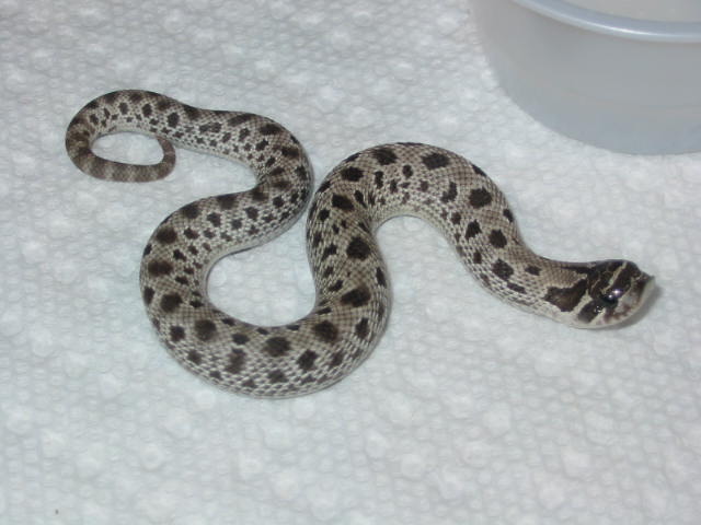 2010 anery anaconda