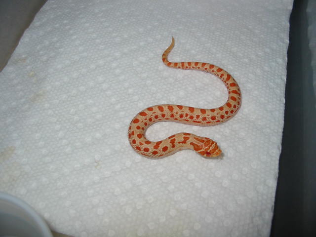 extreme red albino anaconda