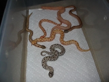 group shot