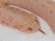 pink head shot
