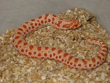 red albino anaconda
