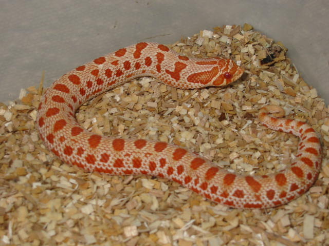 red albino anaconda