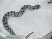 Anery Anaconda 2011