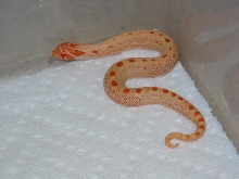 purple line/extreme red albino /anaconda