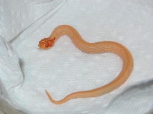 extreme red albino superconda
