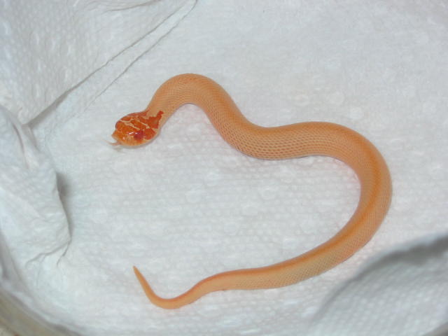 extreme red albino superconda