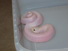 2014 Leucistic Western Hognose