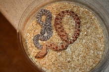 Anery and Red Anaconda Western Hognose