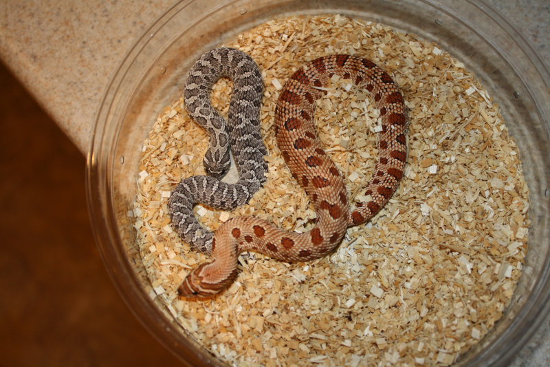 Anery and Red Anaconda Western Hognose