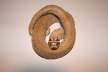 superconda male